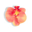 ORCHID FLOWER PEACH Accessories 